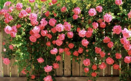 Правила выращивания роз
