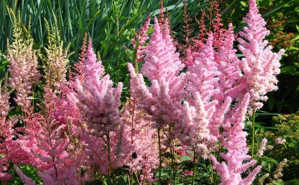 Астильба (Astilbe Buch