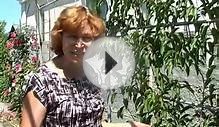 актинидия. Дом. Сад. Огород