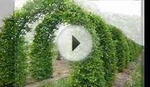 Арки в саду