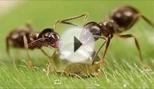 Борьба с муравьями НЕСКОЛЬКО ОЧЕНЬ ЭФФЕКТИВНЫХ СПОСОБОВ