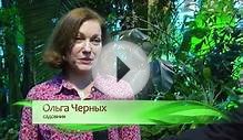 Ботанический сад МГУ, Фестиваль Тропическая зима