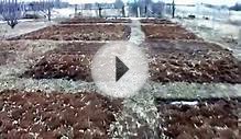 Будущий огород