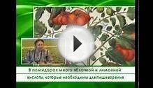 Cмотреть онлайн бесплатно Сад и огород. Томаты HD