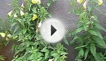 дача сад огород