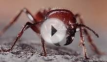 Как избавиться от муравьев на огороде | Агропромышленный