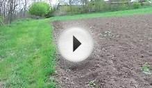 Как посадить топинабур на огороде.