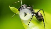 Как в огороде избавиться от муравьёв