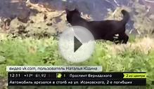 Похитителя утят в ботаническом саду МГУ приютил житель
