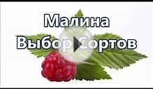 Ремонтантная Малина Выбор сортов. Сад и Огород