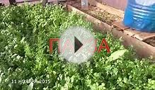 Зеленый конвейер в огороде. Краткий видео-обзор.
