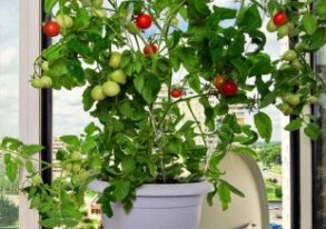 Вырастить помидоры в домашних условиях может любой человек